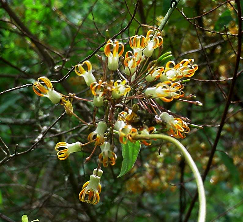 Riocreuxia polyantha Riocreuxia polyantha