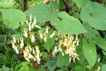 Riocreuxia polyantha