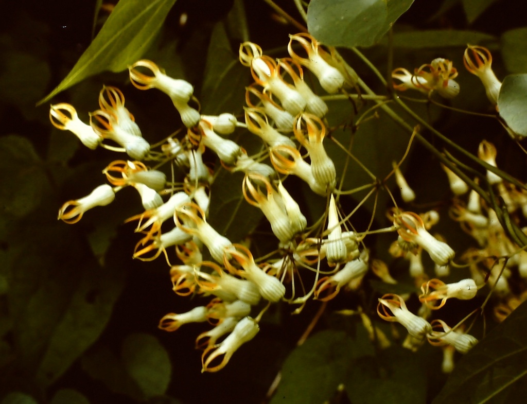 Riocreuxia polyantha