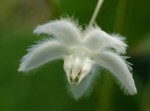 Pergularia daemia subsp. daemia