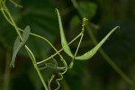 Pergularia daemia subsp. daemia