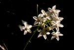 Pergularia daemia subsp. daemia