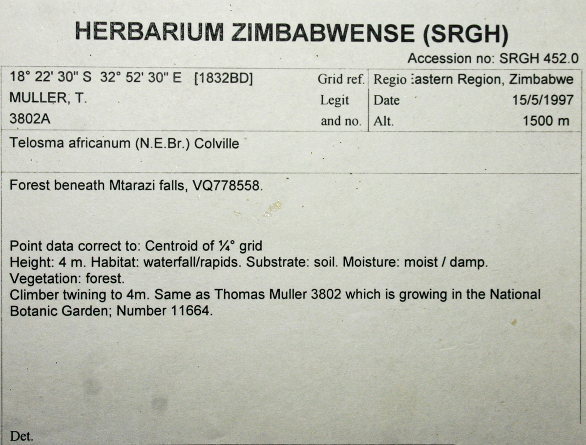 Telosma africana Telosma africana