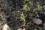 Fockea angustifolia