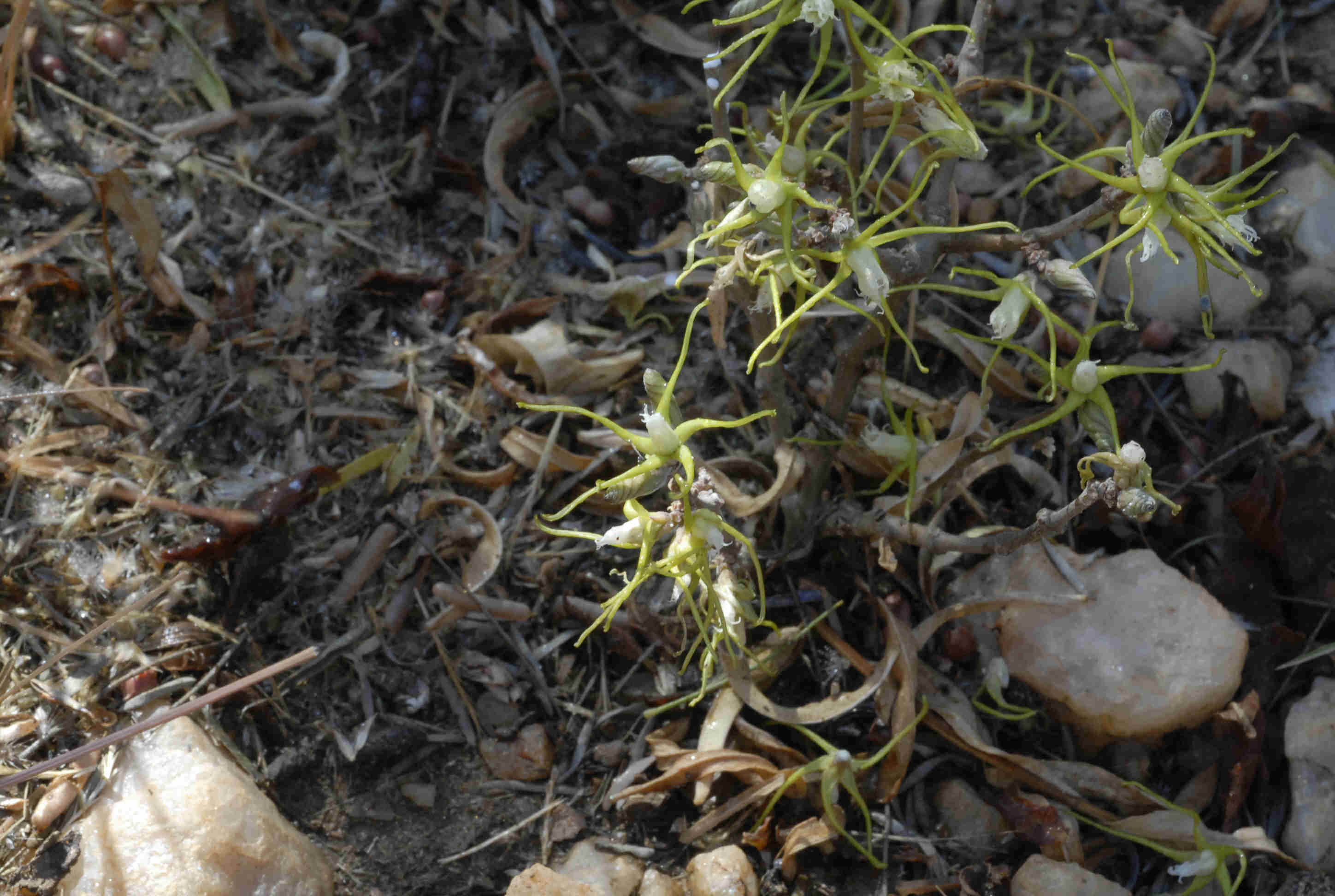 Fockea angustifolia Fockea angustifolia