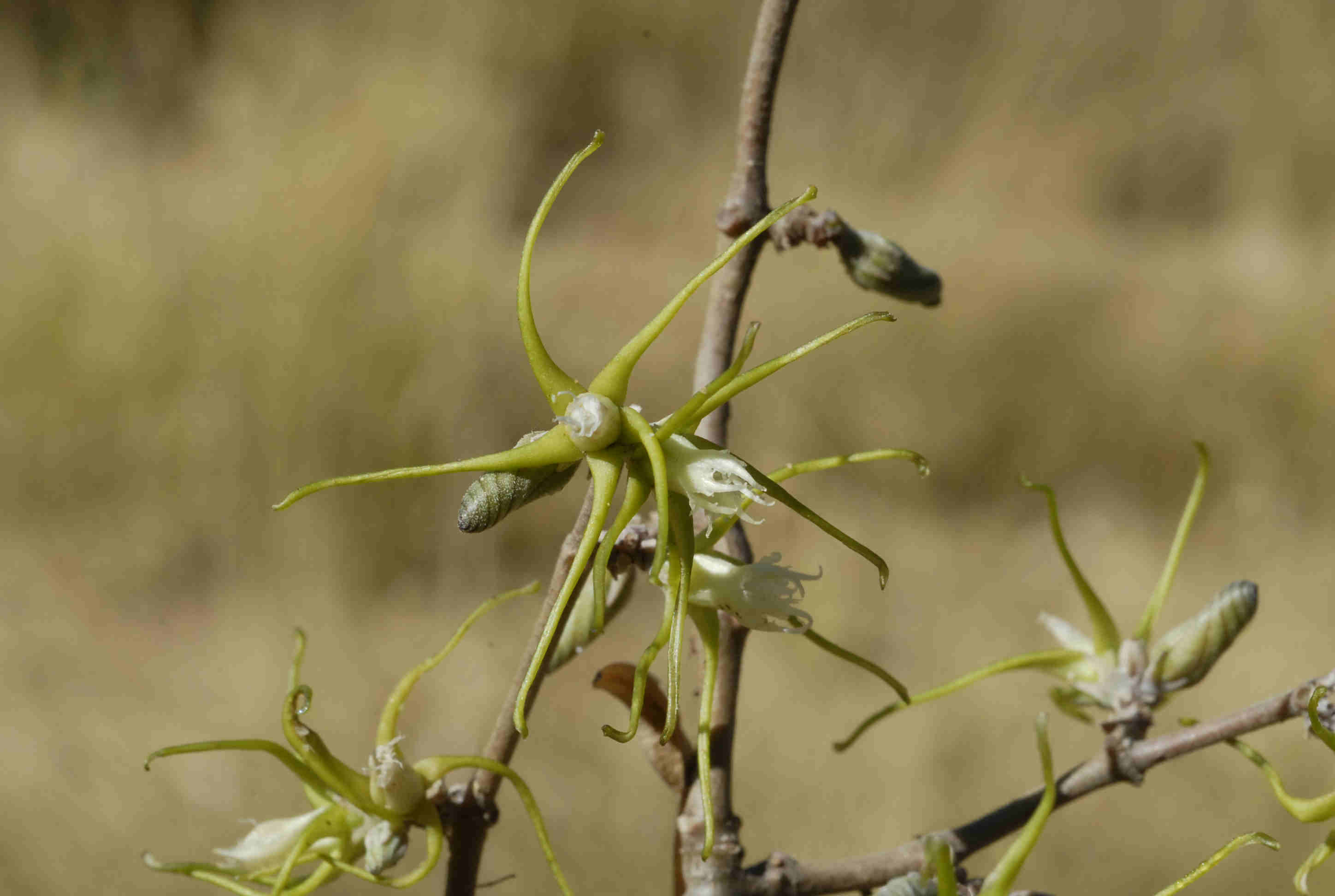 Fockea angustifolia Fockea angustifolia