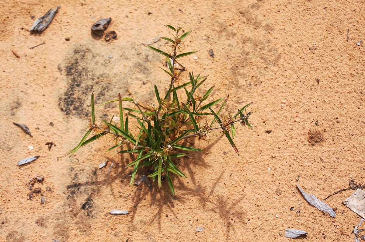 Fockea angustifolia Fockea angustifolia
