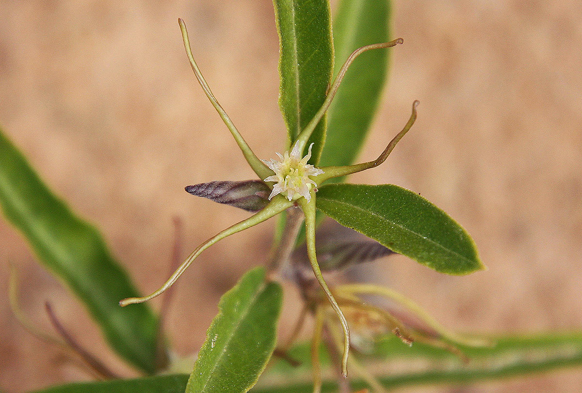 Fockea angustifolia Fockea angustifolia