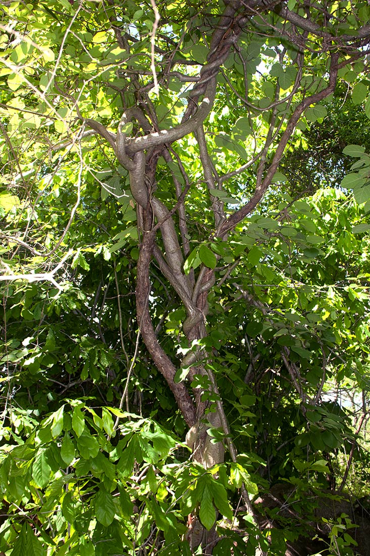 Fockea multiflora Fockea multiflora