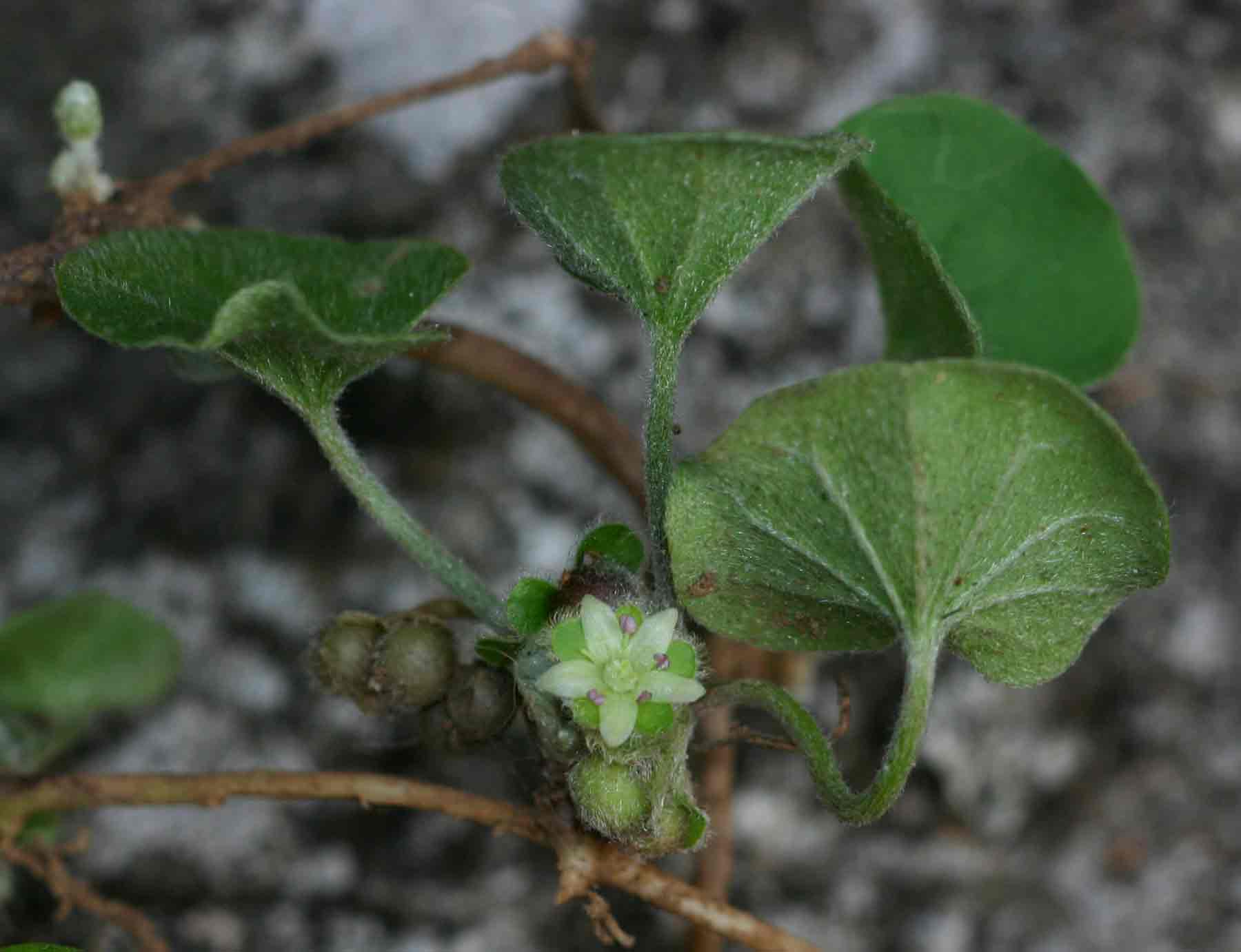 Dichondra micrantha Dichondra micrantha