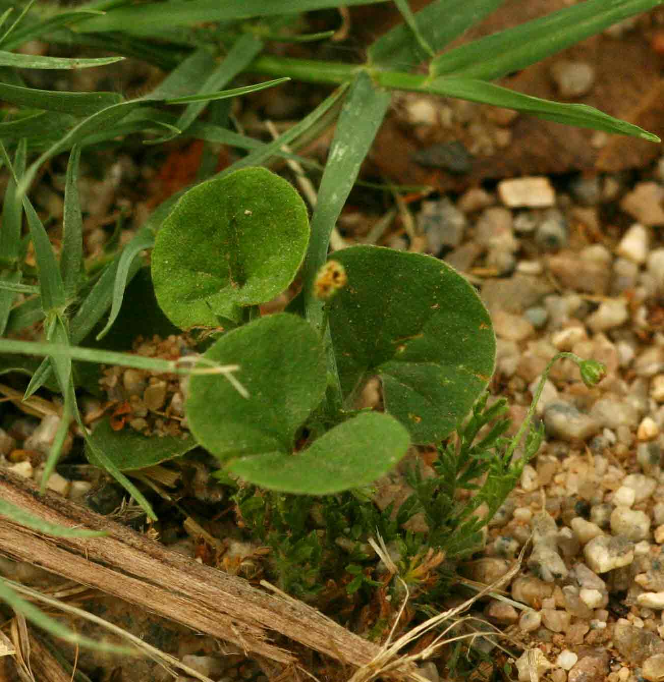 Dichondra micrantha Dichondra micrantha