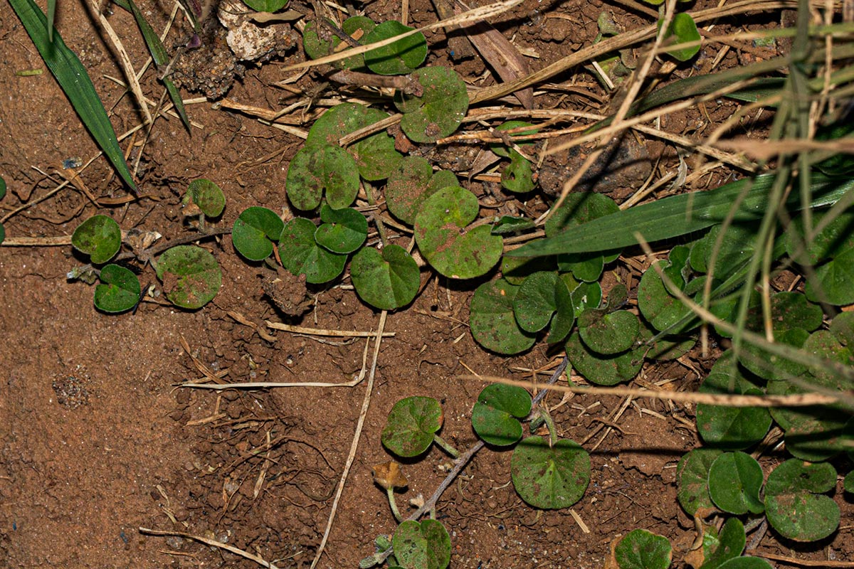 Dichondra micrantha Dichondra micrantha