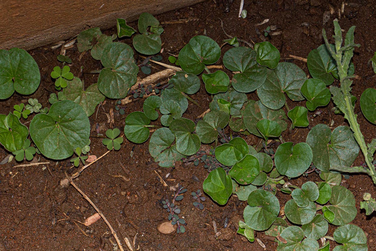 Dichondra micrantha Dichondra micrantha