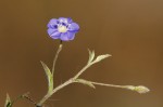 Evolvulus alsinoides var. alsinoides