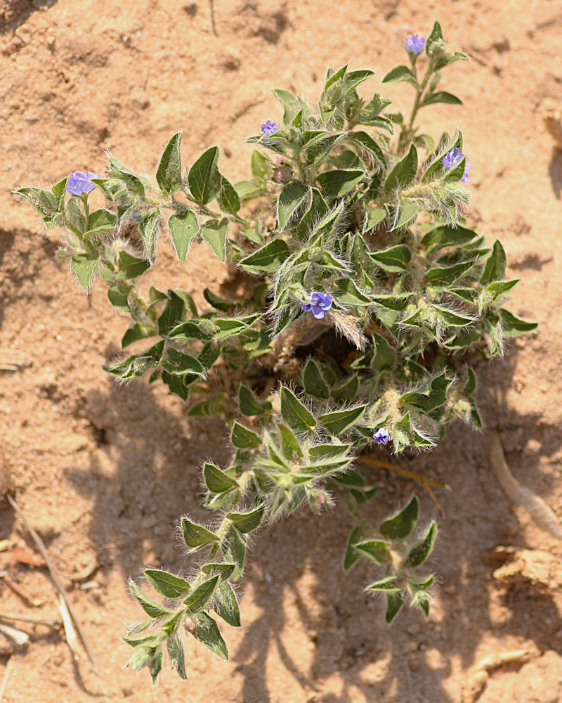 Evolvulus alsinoides var. alsinoides Evolvulus alsinoides var. alsinoides