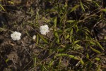 Seddera suffruticosa var. suffruticosa