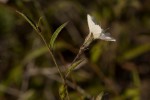 Seddera suffruticosa var. suffruticosa