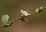 Seddera suffruticosa var. suffruticosa