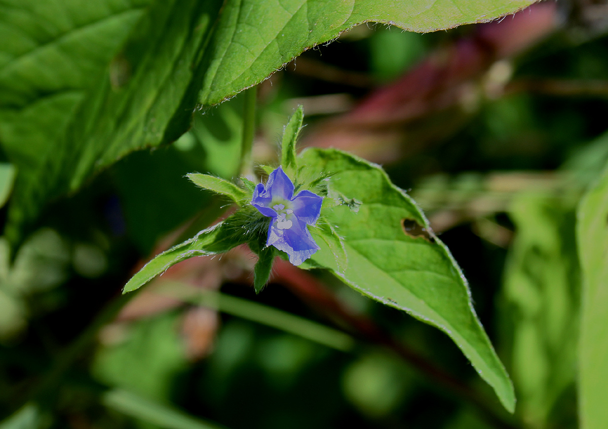 Jacquemontia tamnifolia Jacquemontia tamnifolia