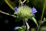 Jacquemontia tamnifolia