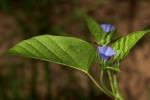 Jacquemontia tamnifolia
