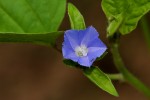 Jacquemontia tamnifolia