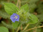 Jacquemontia tamnifolia