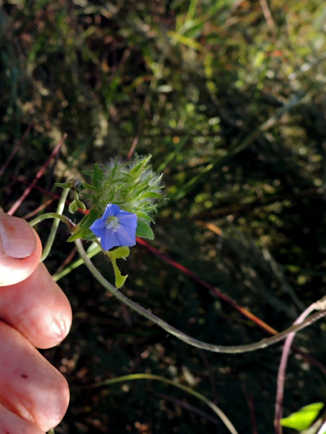Jacquemontia tamnifolia
