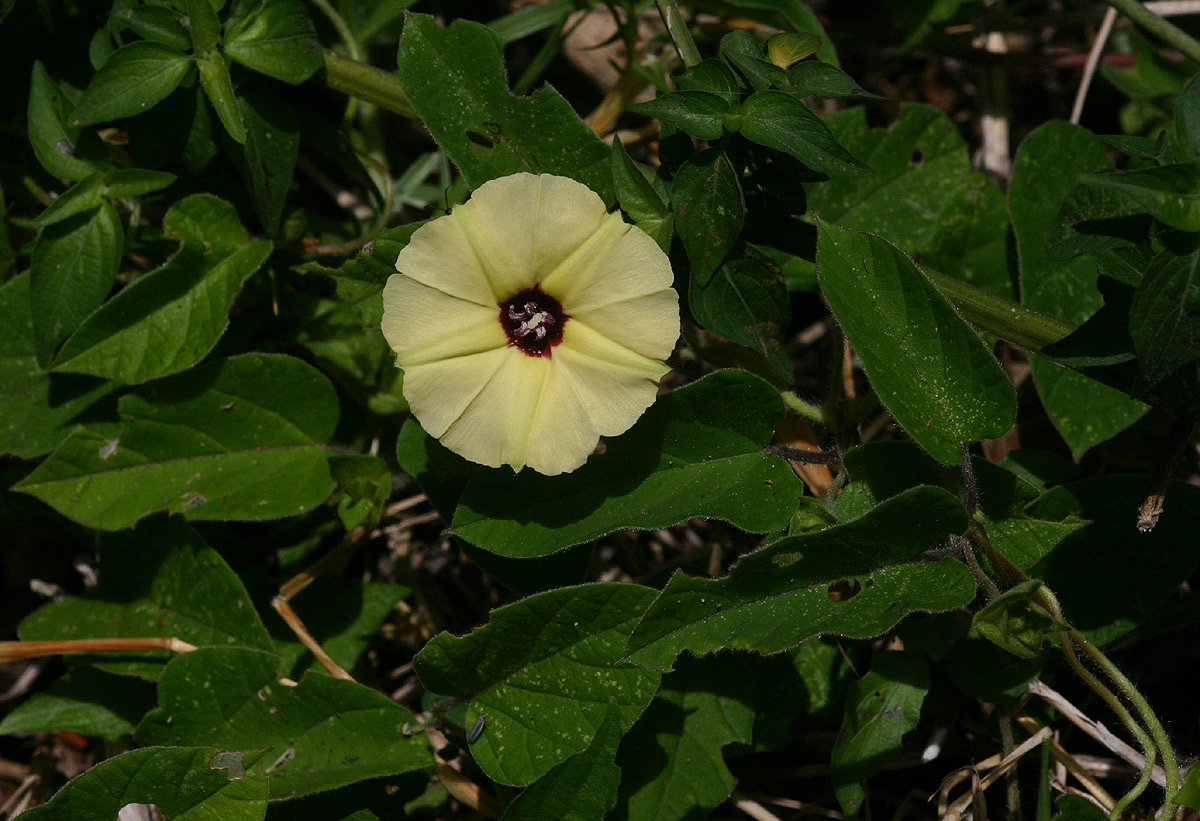 Hewittia malabarica Hewittia malabarica