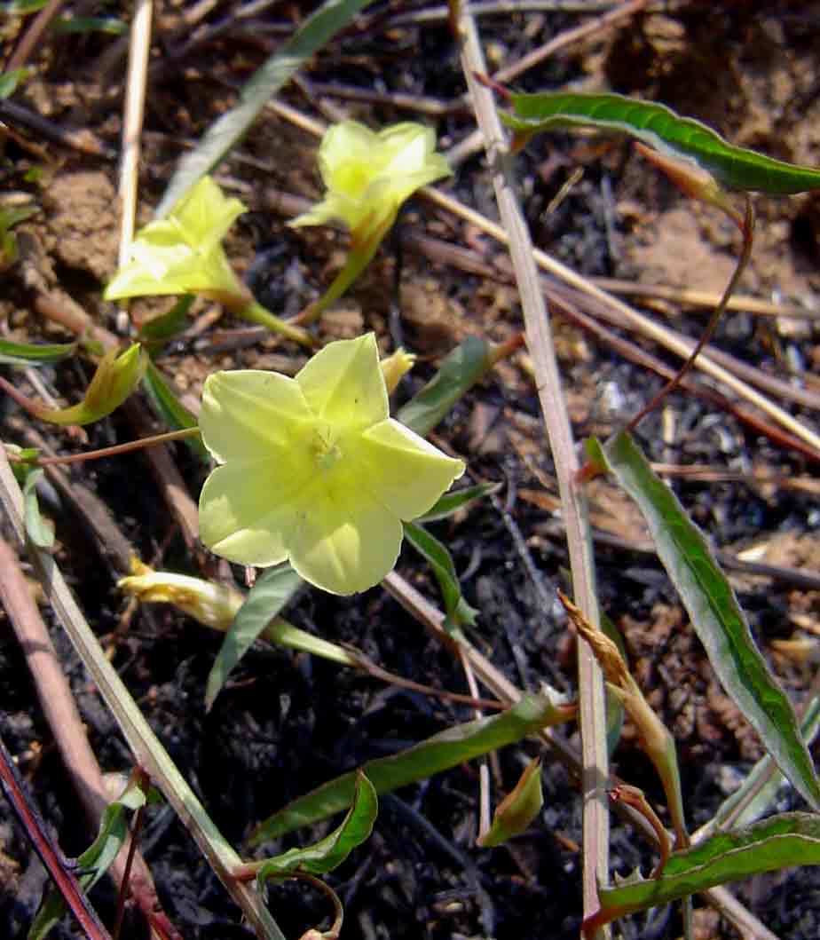 Xenostegia tridentata subsp. angustifolia Xenostegia tridentata subsp. angustifolia