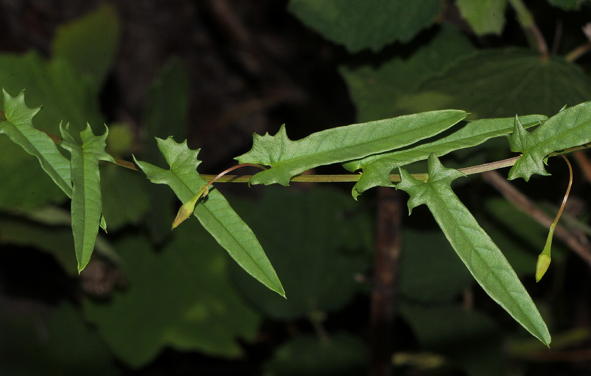 Xenostegia tridentata subsp. angustifolia Xenostegia tridentata subsp. angustifolia
