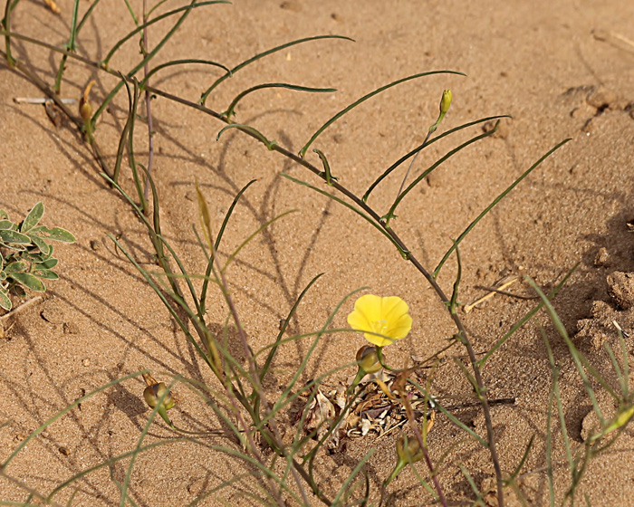 Xenostegia tridentata subsp. angustifolia Xenostegia tridentata subsp. angustifolia