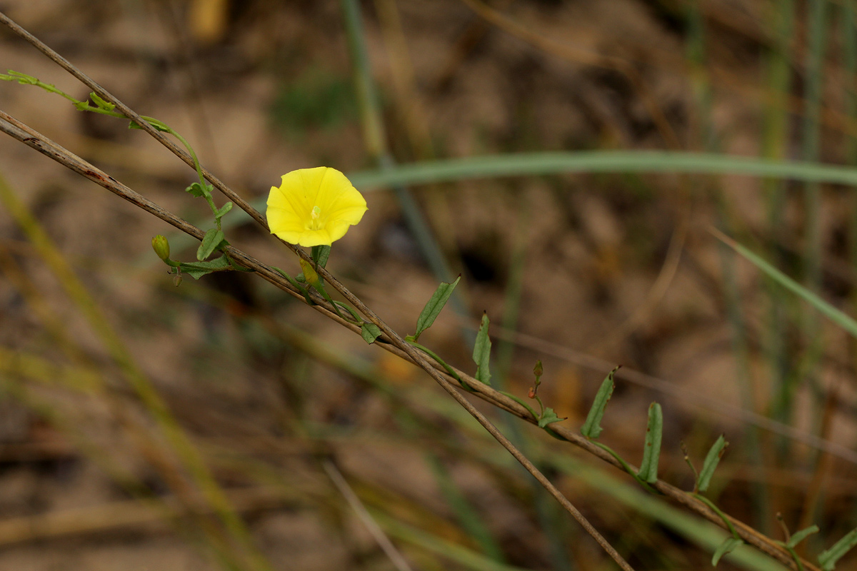 Xenostegia tridentata subsp. angustifolia Xenostegia tridentata subsp. angustifolia