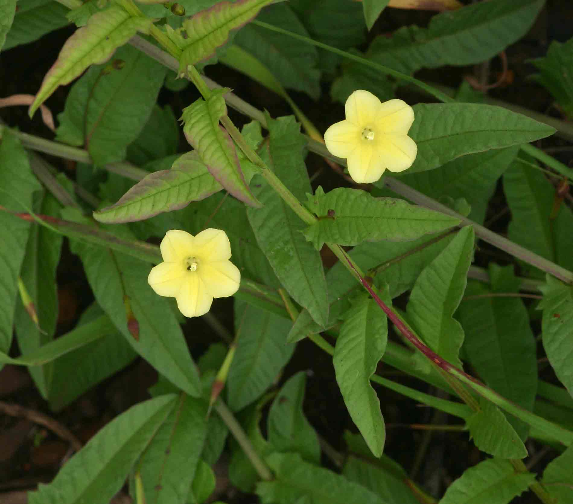 Xenostegia tridentata subsp. angustifolia Xenostegia tridentata subsp. angustifolia