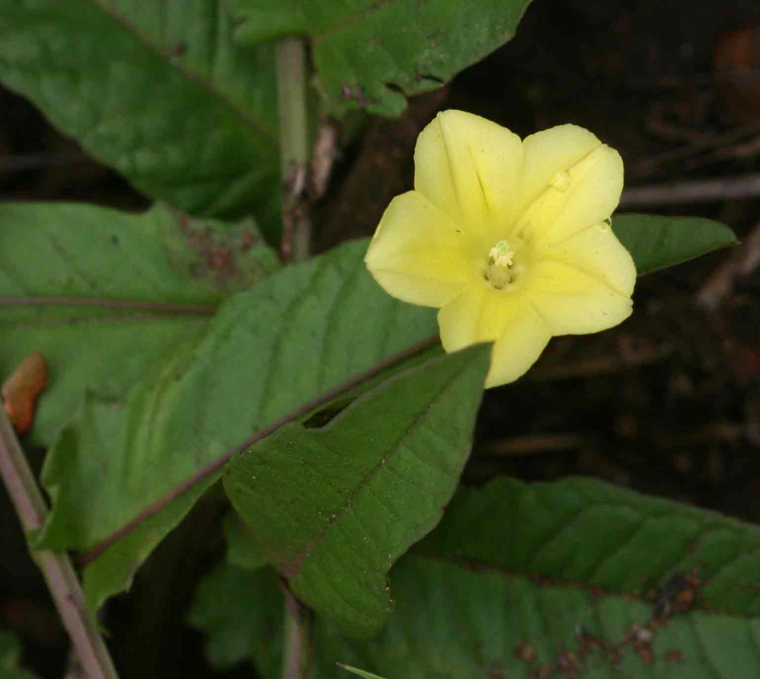 Xenostegia tridentata subsp. angustifolia Xenostegia tridentata subsp. angustifolia