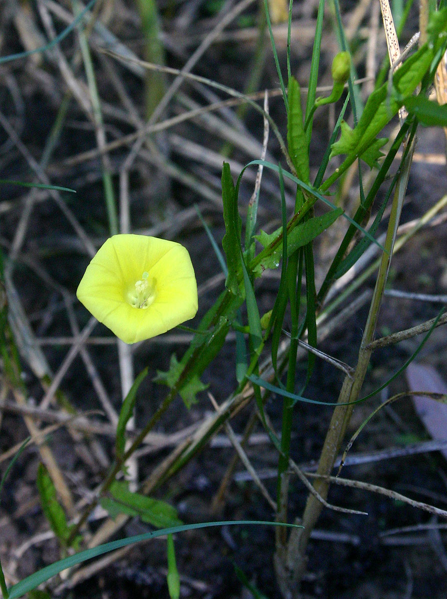 Xenostegia tridentata subsp. angustifolia Xenostegia tridentata subsp. angustifolia
