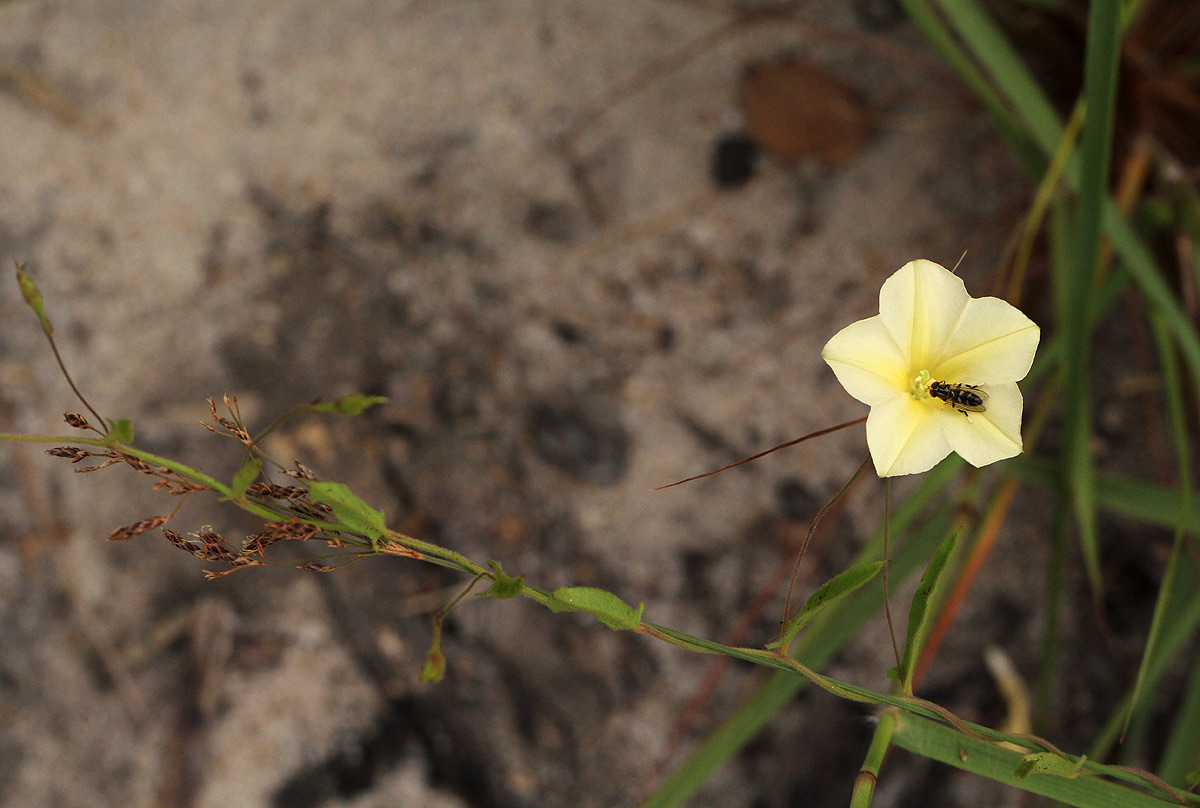 Xenostegia tridentata subsp. angustifolia Xenostegia tridentata subsp. angustifolia