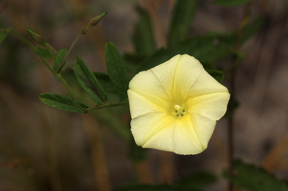 Xenostegia tridentata subsp. angustifolia Xenostegia tridentata subsp. angustifolia