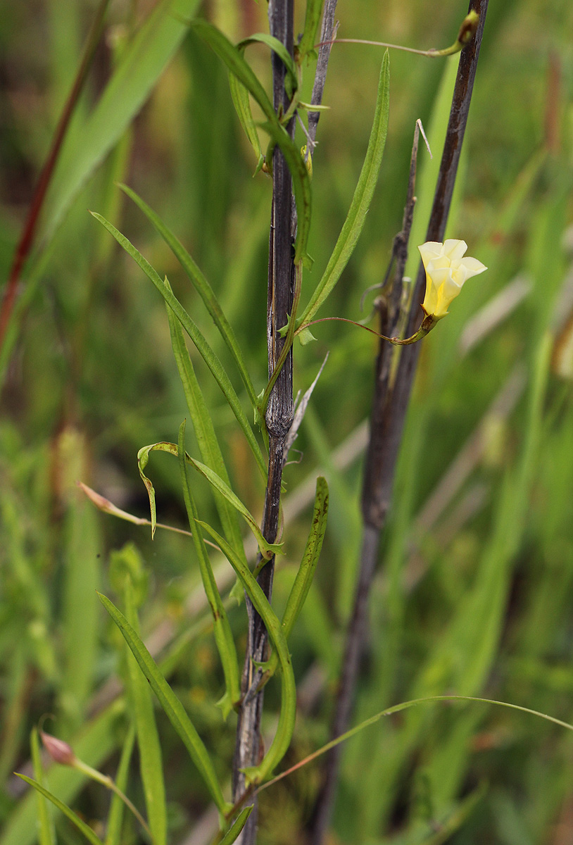 Xenostegia tridentata subsp. angustifolia Xenostegia tridentata subsp. angustifolia