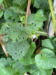 Lepistemon owariensis