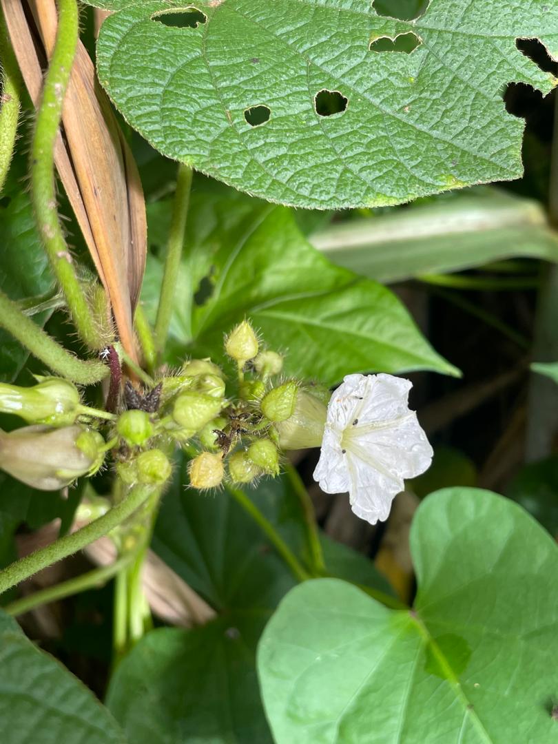 Lepistemon owariensis Lepistemon owariensis