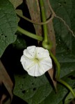 Lepistemon owariensis