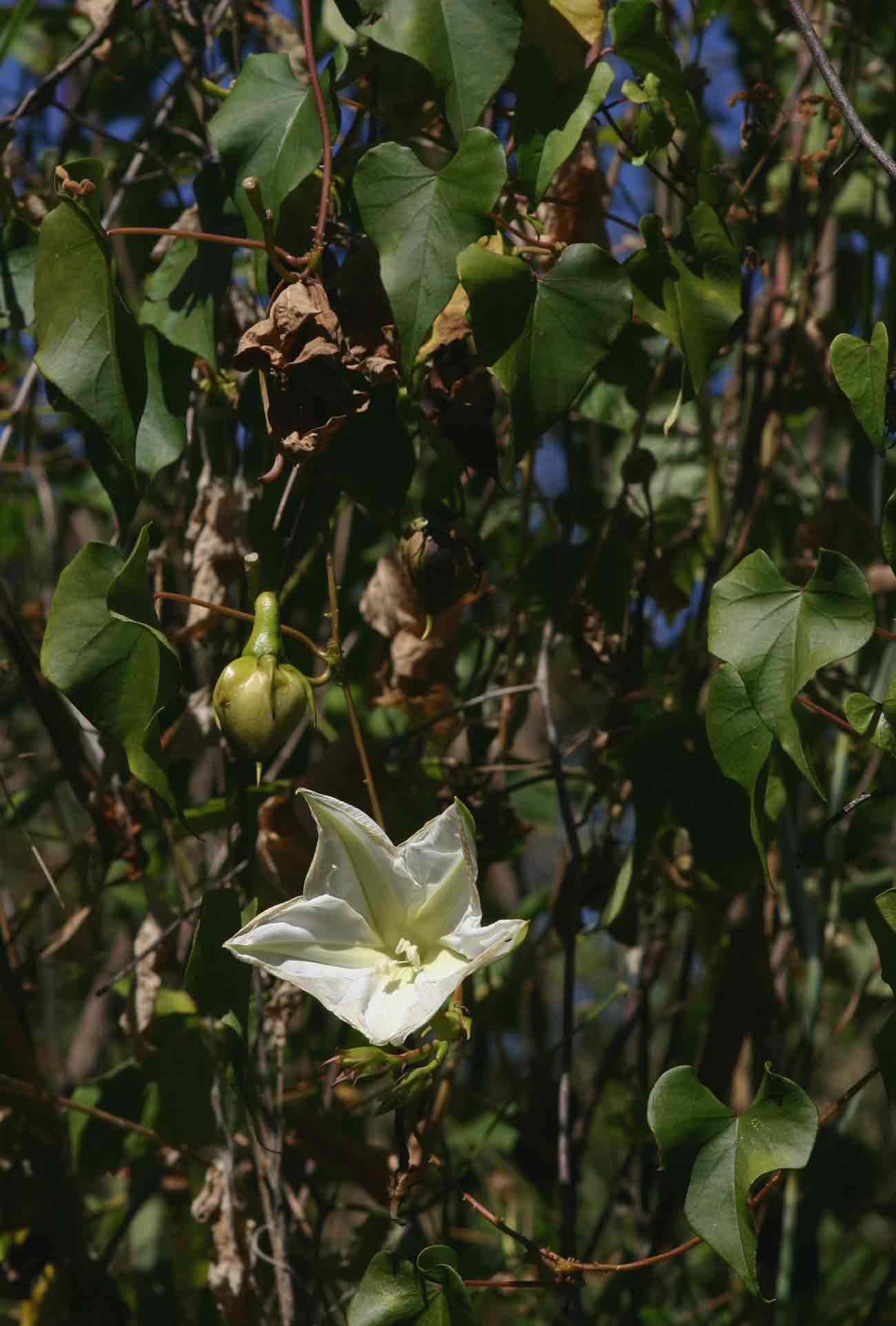Ipomoea alba Ipomoea alba