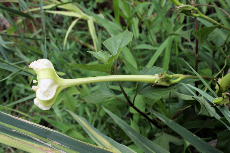 Ipomoea alba Ipomoea alba