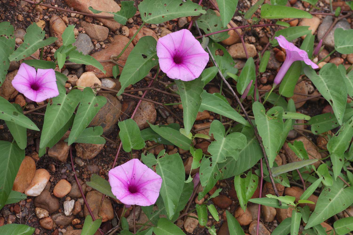 Ipomoea aquatica Ipomoea aquatica