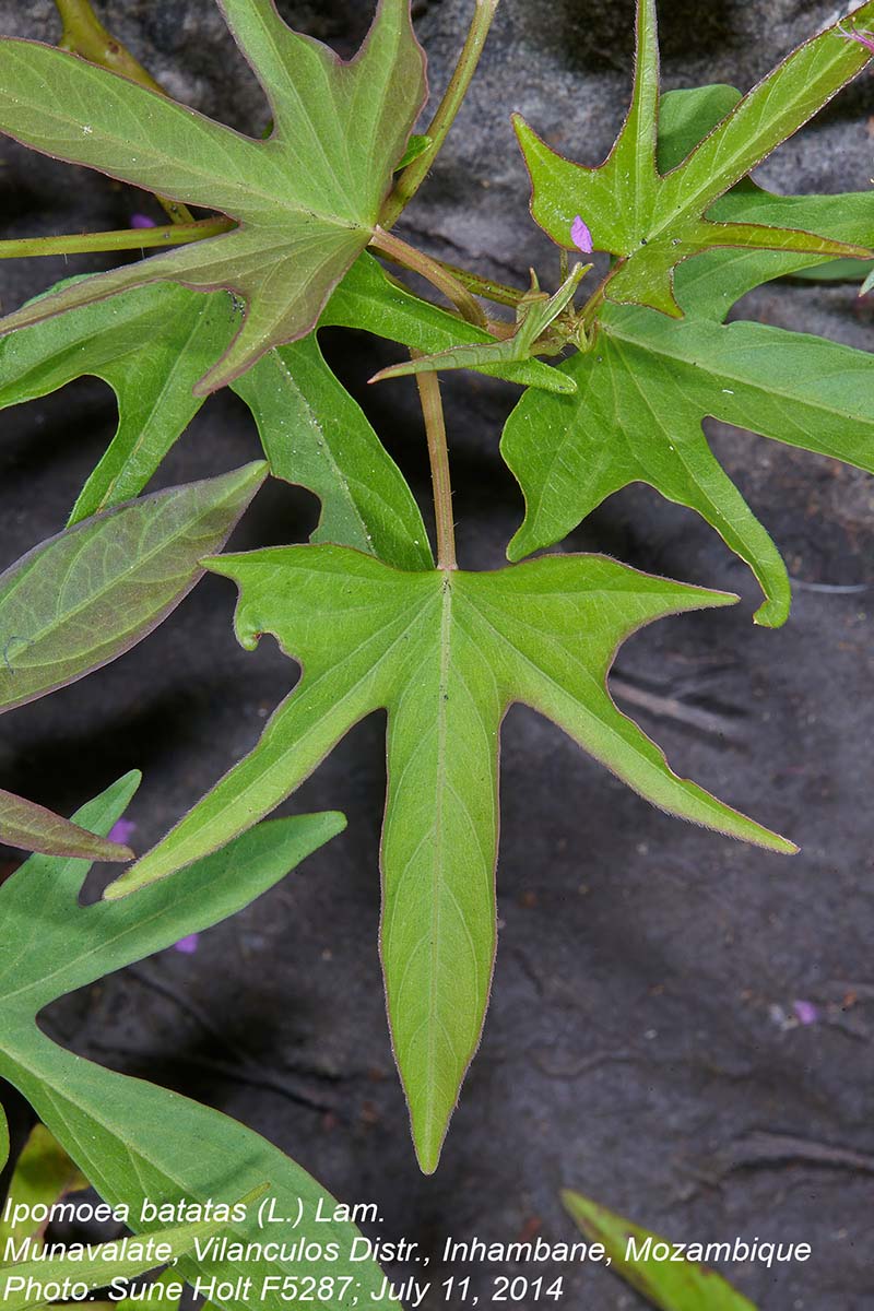 Ipomoea batatas Ipomoea batatas