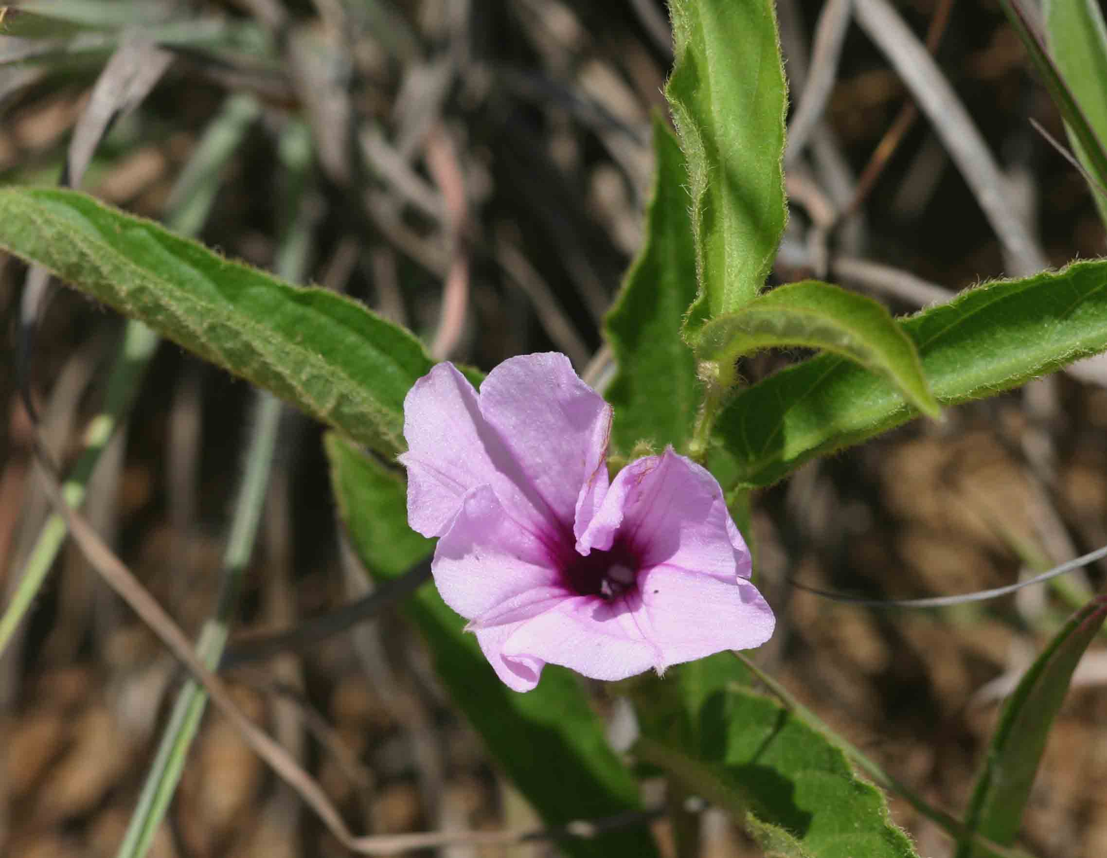 Ipomoea blepharophylla Ipomoea blepharophylla