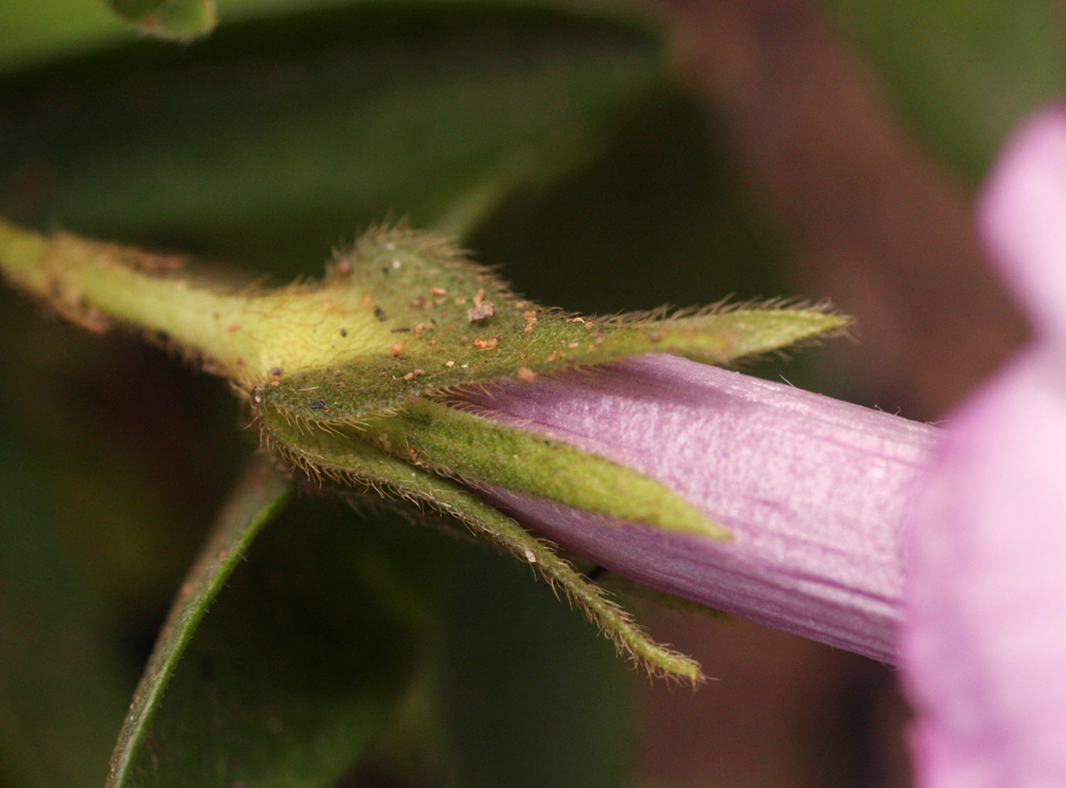 Ipomoea blepharophylla Ipomoea blepharophylla