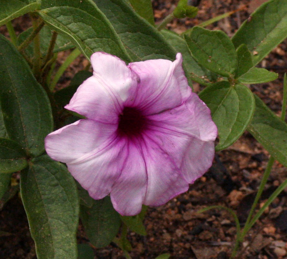 Ipomoea blepharophylla Ipomoea blepharophylla