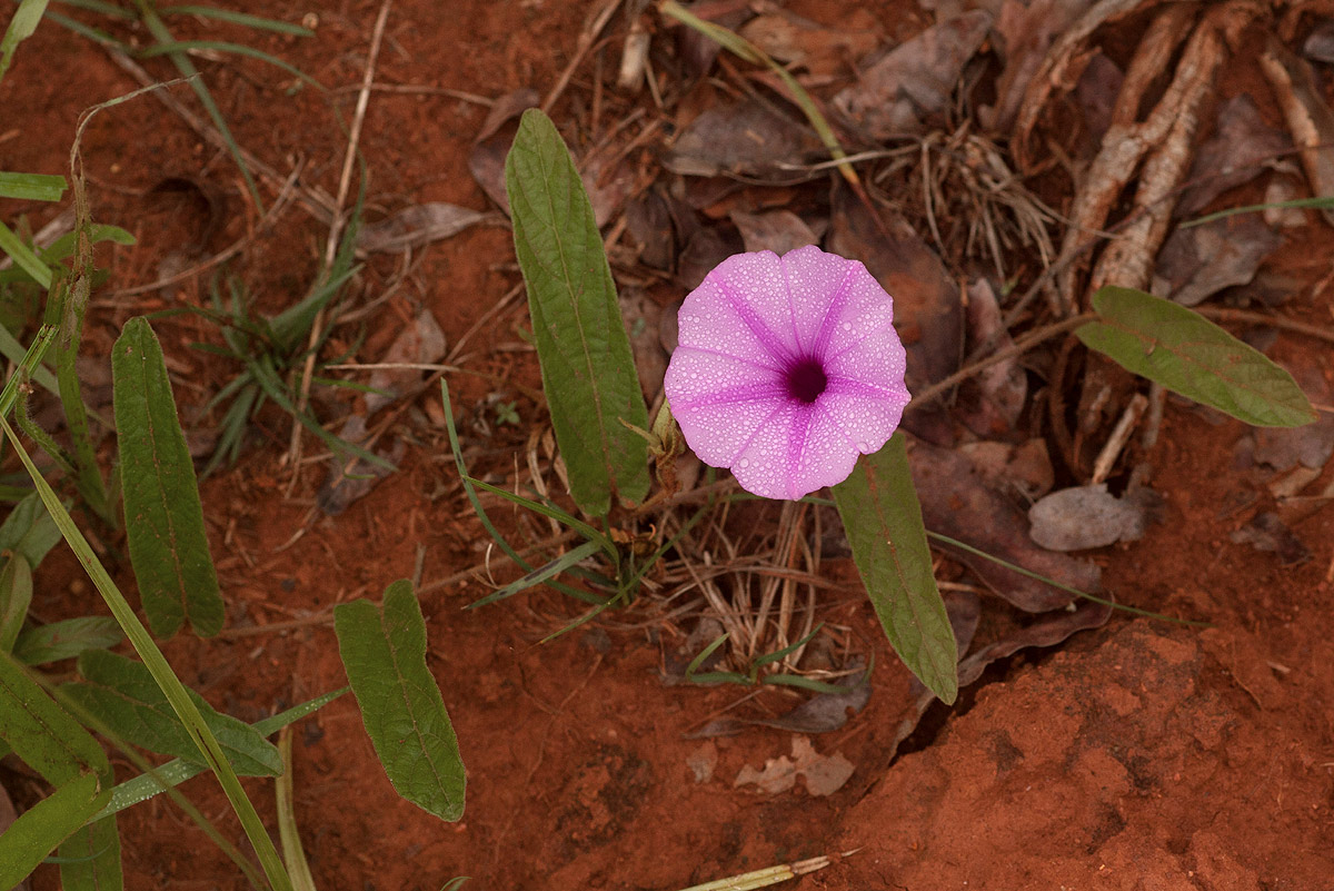 Ipomoea blepharophylla Ipomoea blepharophylla
